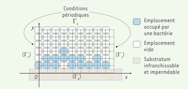 Figure 1. Automate cellulaire à 2 dimensions  utilisé pour la simulation mathématique des  biofilms