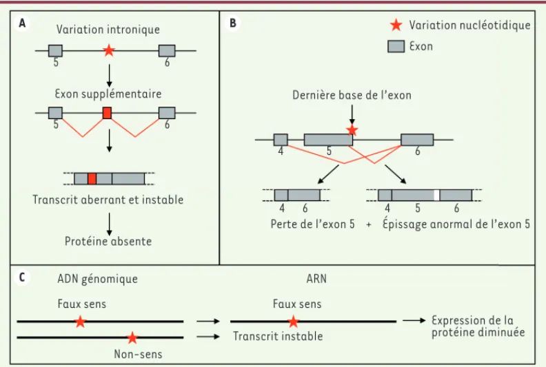 Figure 1. Exemples de  variations nucléotidiques  conduisant à des  modifi-cations quantitatives ou  qualitatives des ARN  messa-gers