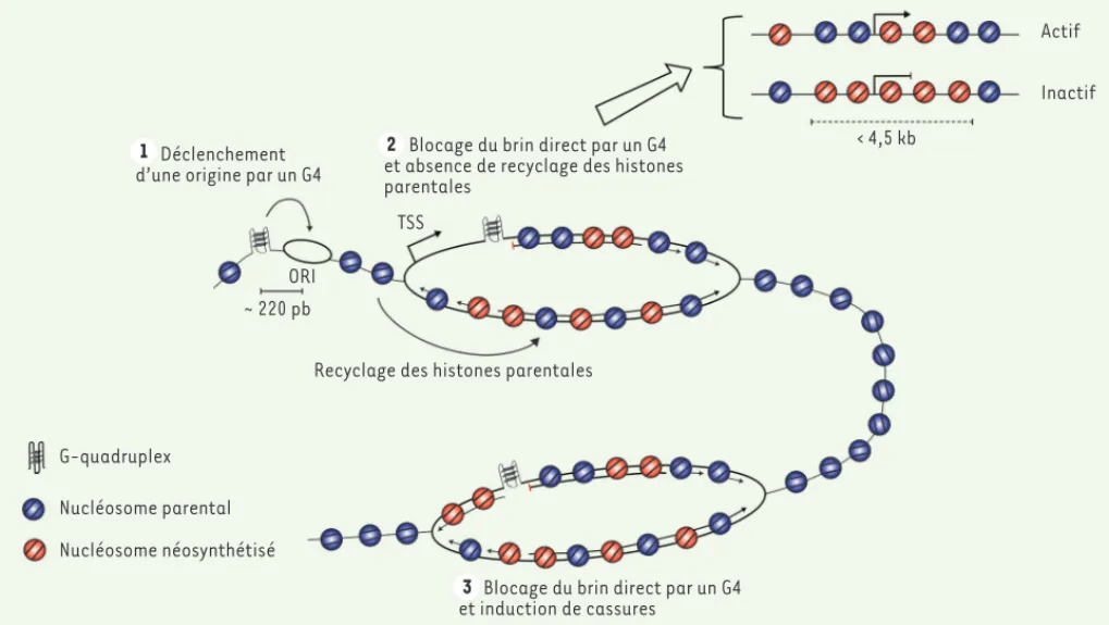 Figure 3. Rôles des pG4 dans la régulation de la réplication. Les pG4 jouent un rôle direct dans l’initiation de la réplication