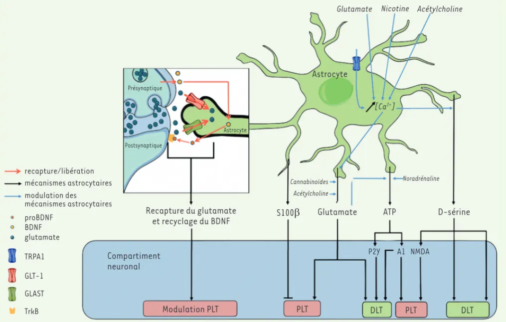 Figure 2. Rôle des astrocytes dans la plasticité synaptique. Les astrocytes via la libération de facteurs, la réabsorption du glutamate et le recy- recy-clage du BDNF (brain derived neurotrophic factor) à la synapse modulent les mécanismes de potentialisat