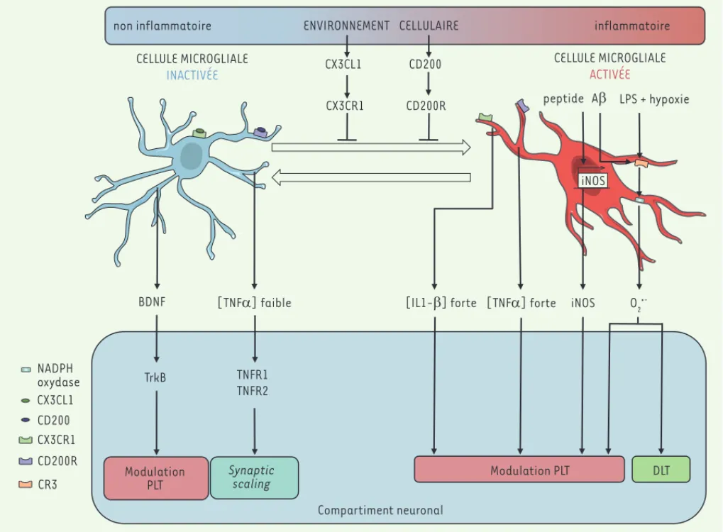 Figure 3. Modulation des mécanismes de plasticité synaptique par les cellules microgliales