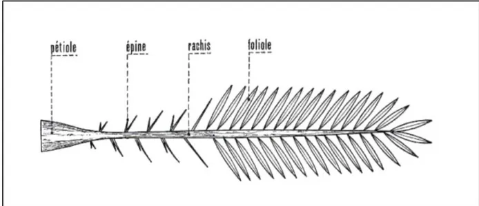 Figure 1: Schéma d'une palme (MUNIER, 1973). 