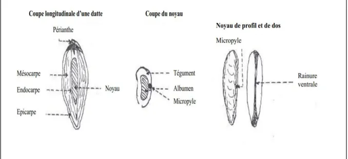 Figure 3: Datte et noyau du Palmier Dattier (BELGUEDJ, 2001). 