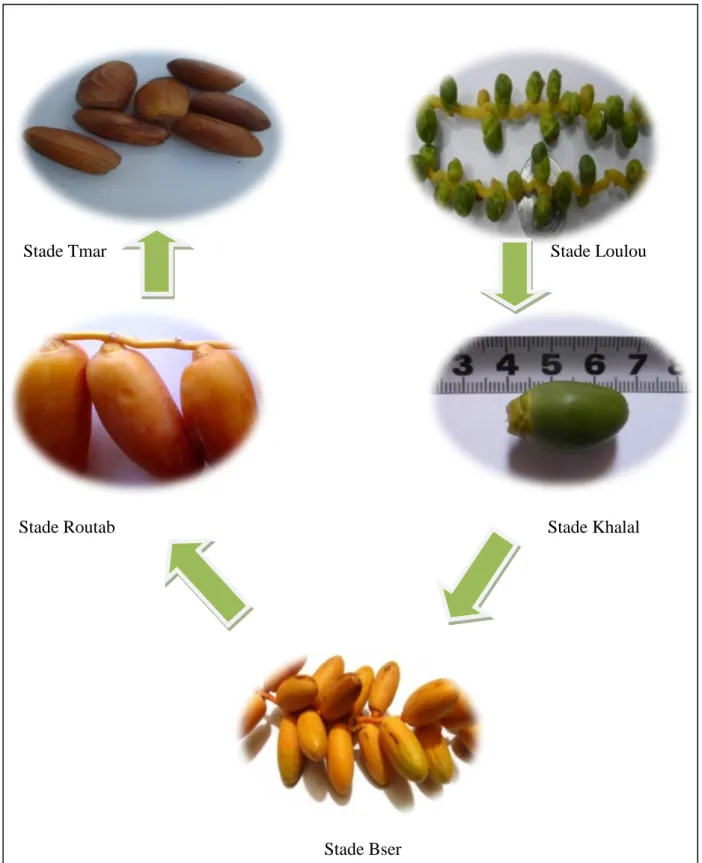 Figure 4: Stades d’évolution de la datte (Photo originale). 