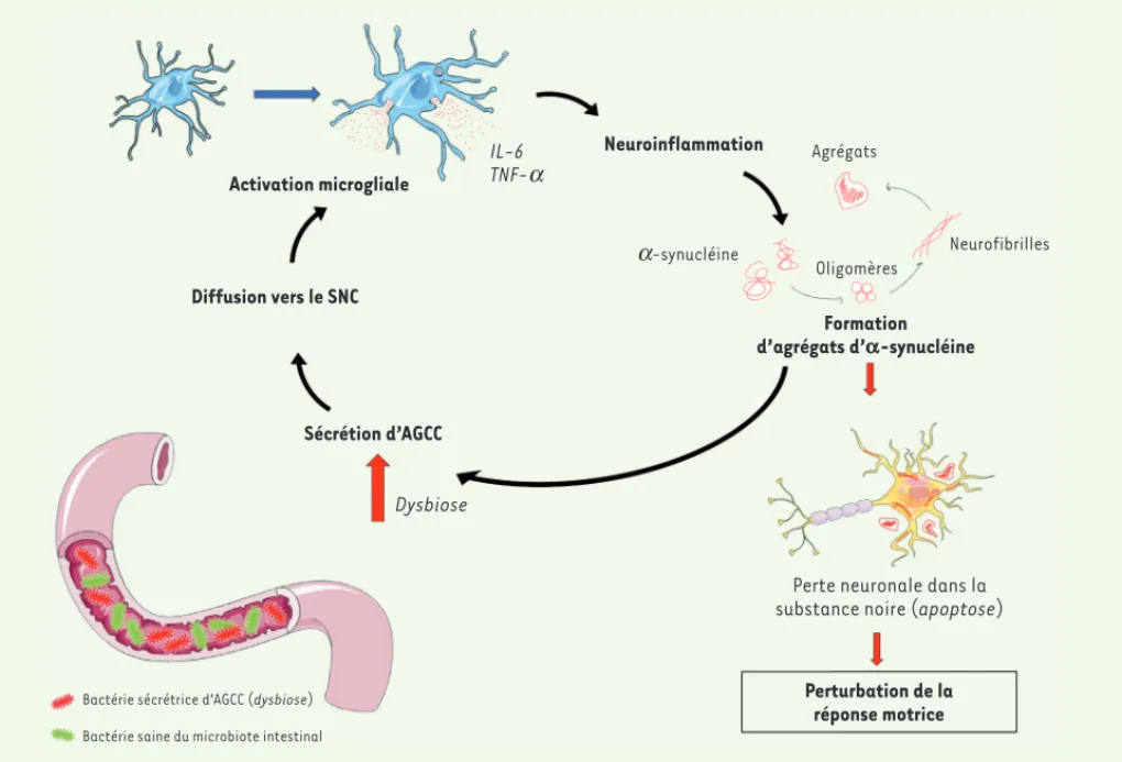 Figure 1. La sécrétion d’AGCC et la formation conséquente d’agrégats d’a-synucléine provoquent des troubles moteurs