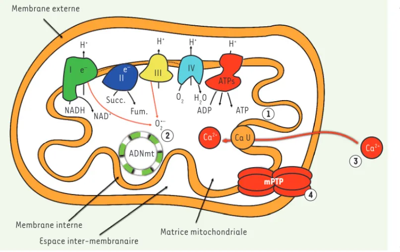 Figure 1. Les principales fonc- fonc-tions des mitochondries. Les  mitochondries, au travers de  l’activité de la chaîne  respi-ratoire (composée des  com-plexes I à IV, localisés dans  la membrane interne) et de  l’ATP synthase, permettent  la synthèse d’