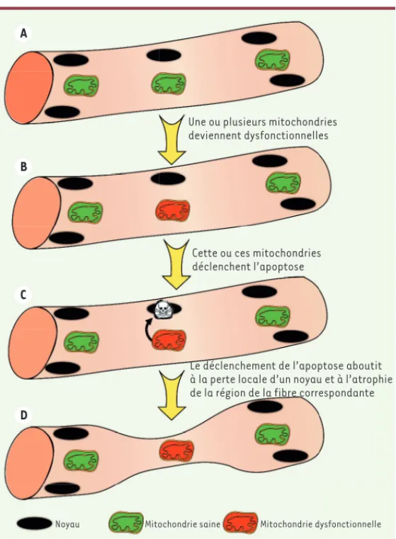 Figure 2. Impact du déclenchement de l’apoptose par les mitochondries dans les  cellules musculaires