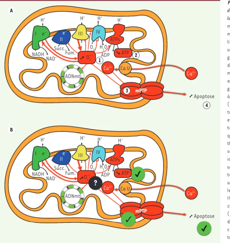 Figure 3.  Dysfonctions mitochon- mitochon-driales et vieillissement  muscu-laire. A. Les 4 piliers de la théorie  mitochondriale du vieillissement  musculaire :  ( )  surproduc-tion d’anion superoxyde (O 2 •- ,  un radical libre dérivé de  l’oxy-gène) ca