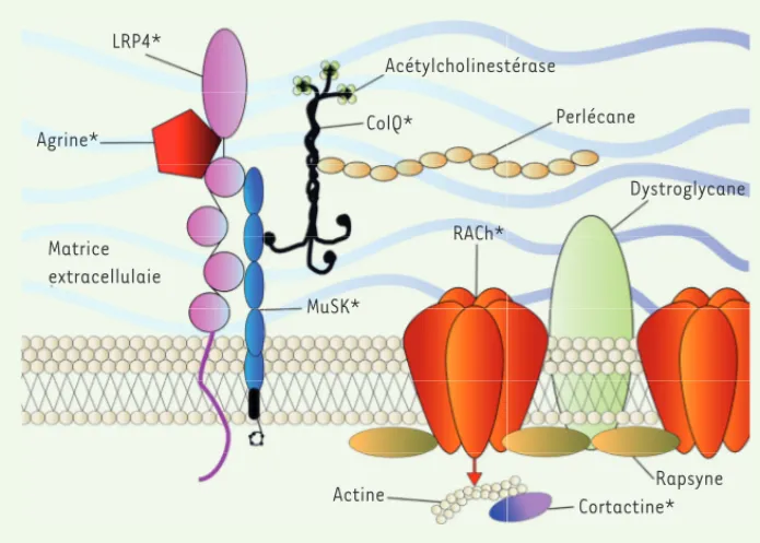 Figure 1.  Protéines de la jonction neu- neu-romusculaire. *Protéines impliquées ou  potentiellement impliquées dans la  myas-thénie auto-immune.LRP4* Agrine* Matrice extracellulaie MuSK* ColQ* RACh* DystroglycanePerlécaneAcétylcholinestérase Actine Cortac