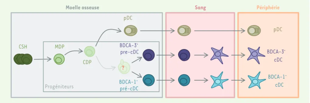 Figure 1. Développement des cellules dendritiques humaines. Trois sous-populations de cellules dendritiques ont été décrites chez l’homme : les  cellules dendritiques plasmacytoïdes (pDC), et deux populations de cellules dendritiques conventionnelles (cDC)