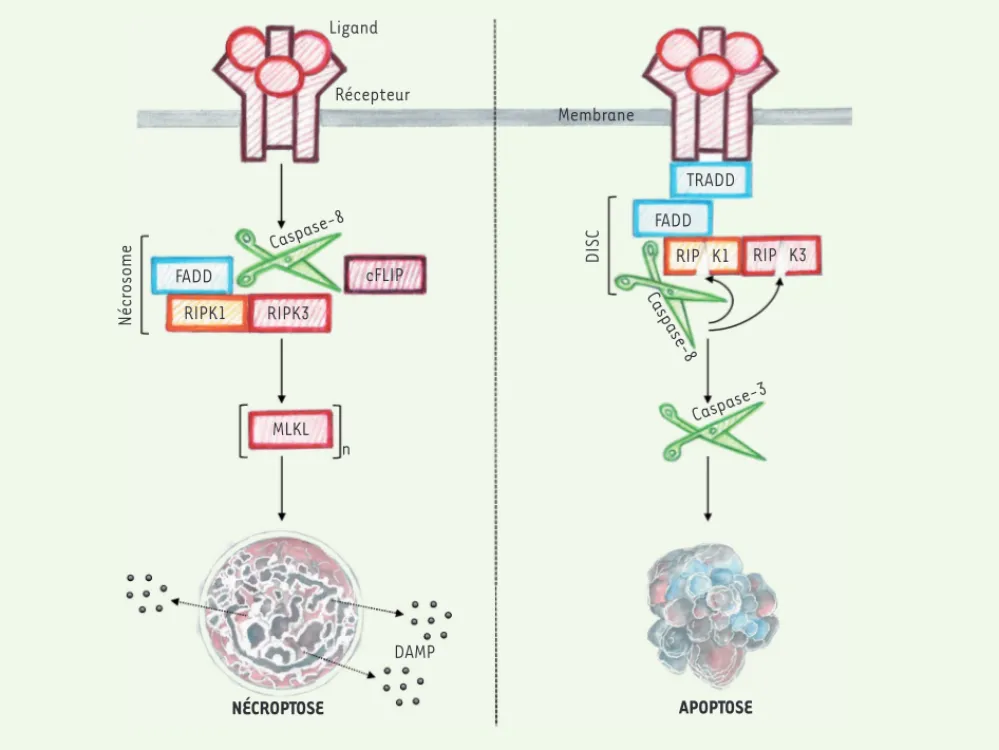 Figure 1. Activation de l’apoptose et de la nécroptose menant à la mort cellulaire. Panneau de droite : après fixation du ligand, le domaine intra- intra-cytoplasmique du récepteur recrute les protéines adaptatrices TRADD et FADD