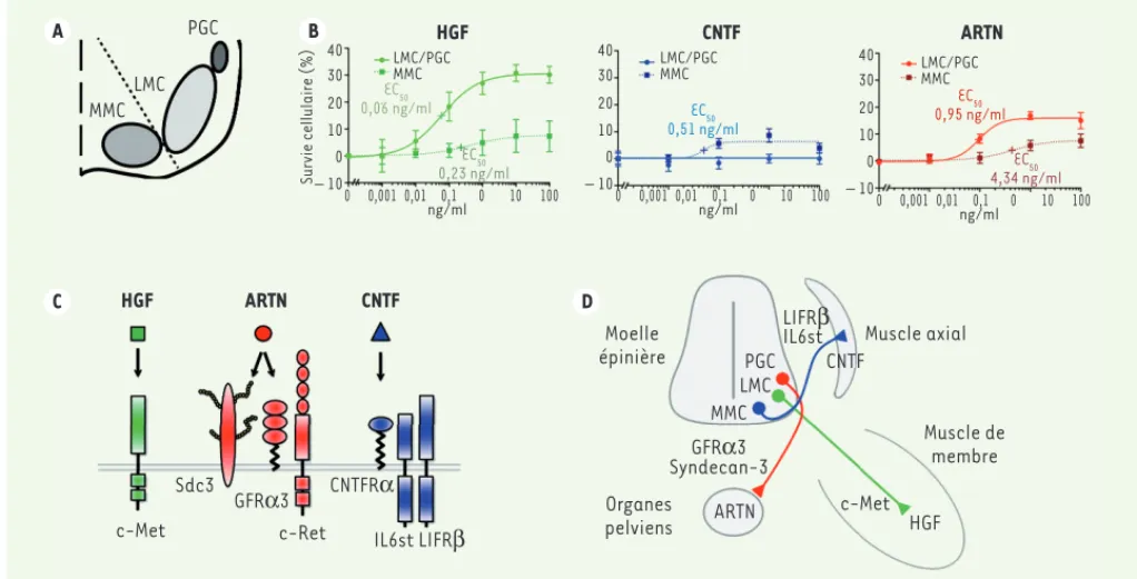 Figure 2. Sous-populations de motoneurones répondant aux facteurs HGF, CNTF et ARTN. A