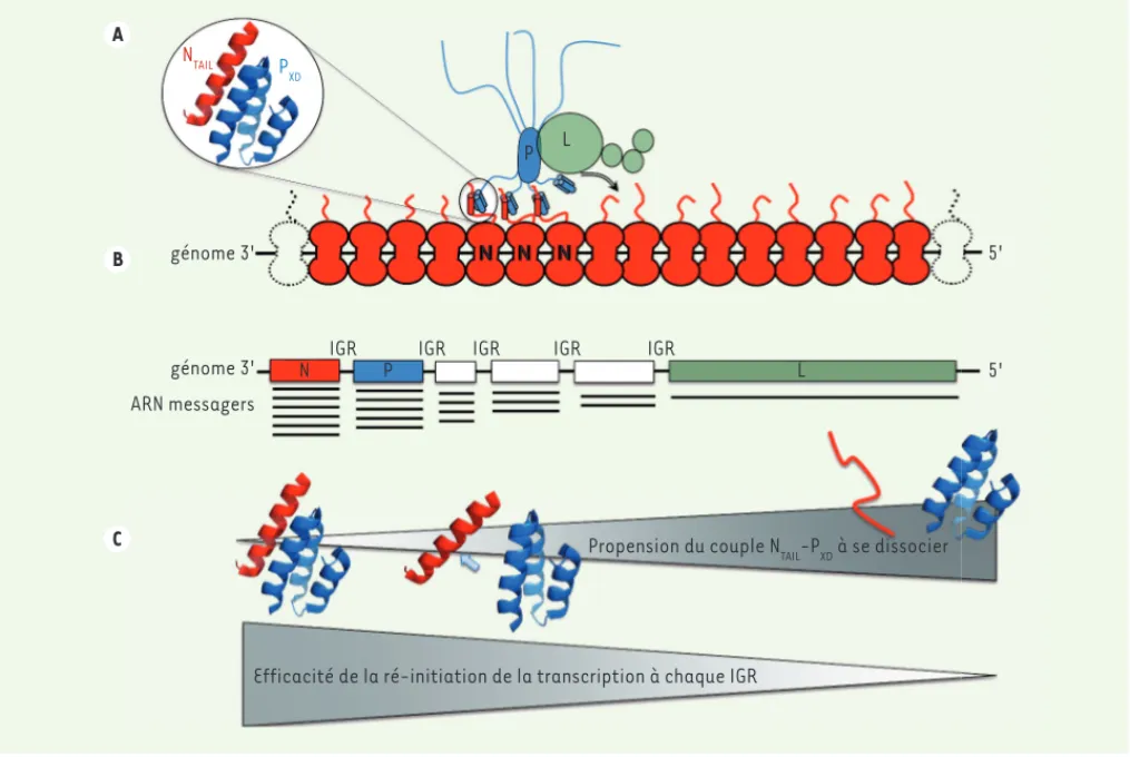Figure 2.  Illustration schématique de l’activité de transcription de la polymérase virale