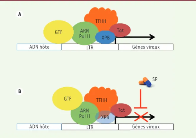 Figure 1.  Effet de la spironolactone (SP) sur la transcription de la séquence LTR du virus de  l’immunodéficience humaine (VIH)