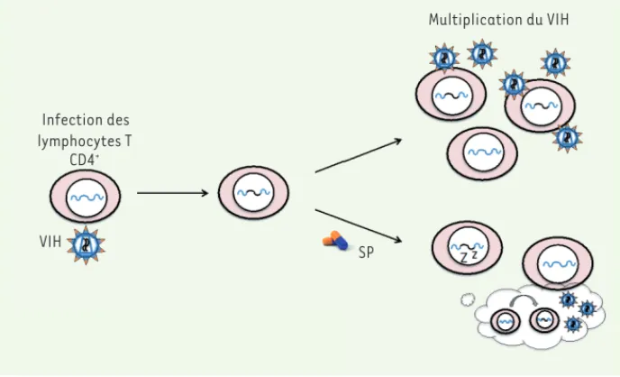 Figure 2.  Infection des lymphocytes T  CD4+ par le virus de l’immunodéficience  humaine (VIH)