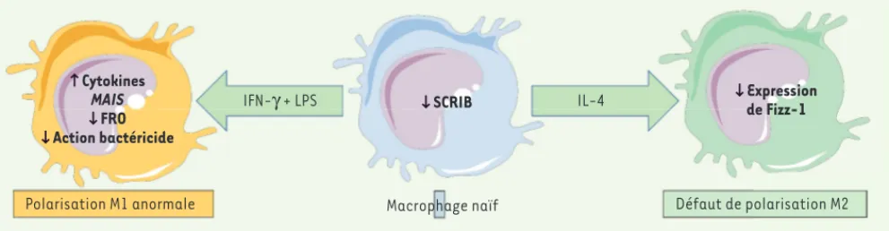 Figure 2. SCRIB est requis pour la polarisation des macrophages. Schéma représentant la polarisation d’un macrophage naïf exprimant faiblement  SCRIB