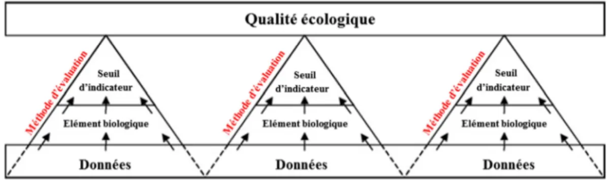 Figure 1 : Pour la DCE, chaque méthode d’évaluation de la qualité écologique repose sur un indicateur biologique construit  à partir d'une sélection de données sur la faune et la flore (schéma adapté de Turnhout, 2007) 