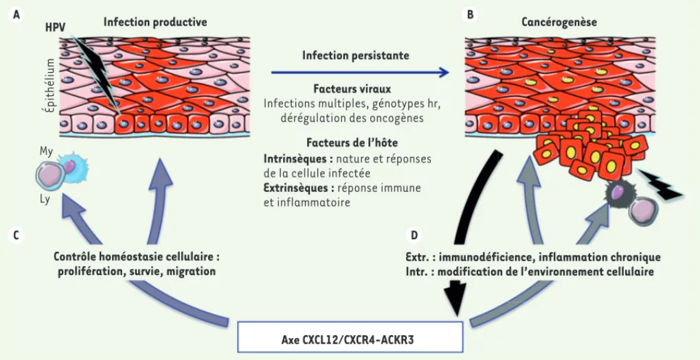 Figure 1. Rôles possibles de l’axe de signalisation formé par la chimiokine CXCL12 et ses récepteurs dans le cycle biologique des papillomavirus  humains