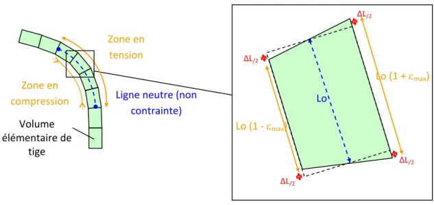 Figure 4 : Déformations locales dans une tige en flexion. Lo est la longueur initiale du tissu ; ΔL est l’allongement ou le  raccourcissement  du  tissu  durant  la  flexion ;  ε max   est  l’allongement  (raccourcissement)  relatif  (ou  déformation)  max