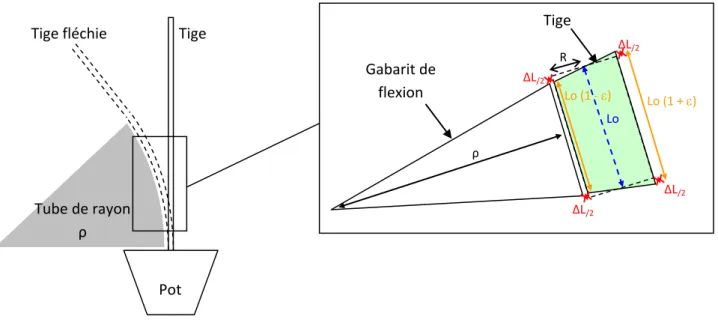 Figure 10 : Principe  de  flexion contrôlée d'une tige.  La flexion génère une rotation des sections droites