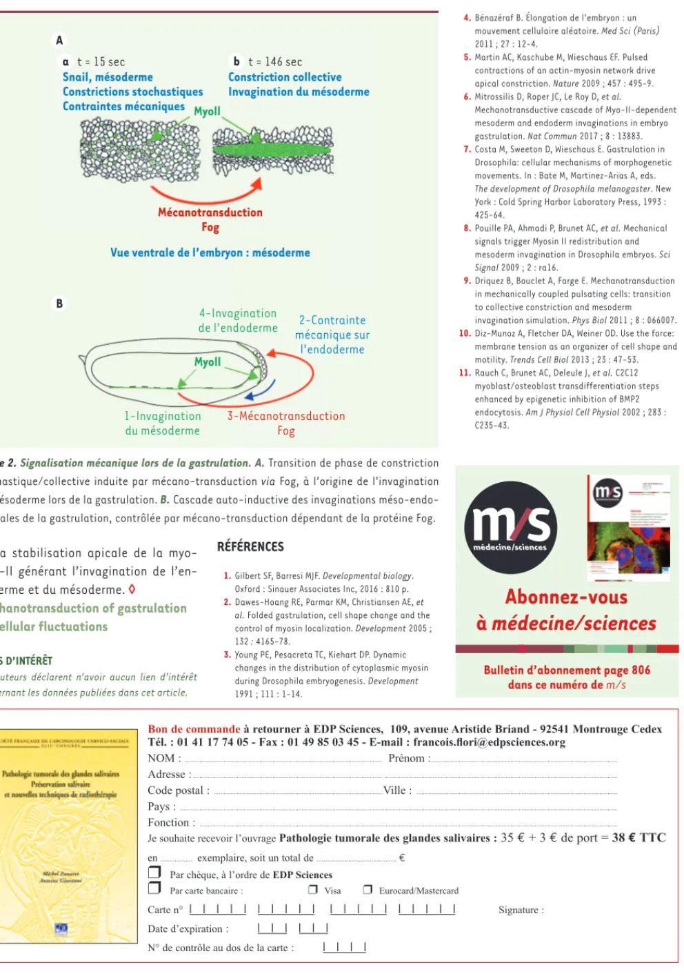 Figure 2. Signalisation mécanique lors de la gastrulation. A. Transition de phase de constriction  stochastique/collective induite par mécano-transduction via Fog, à l’origine de l’invagination  du mésoderme lors de la gastrulation