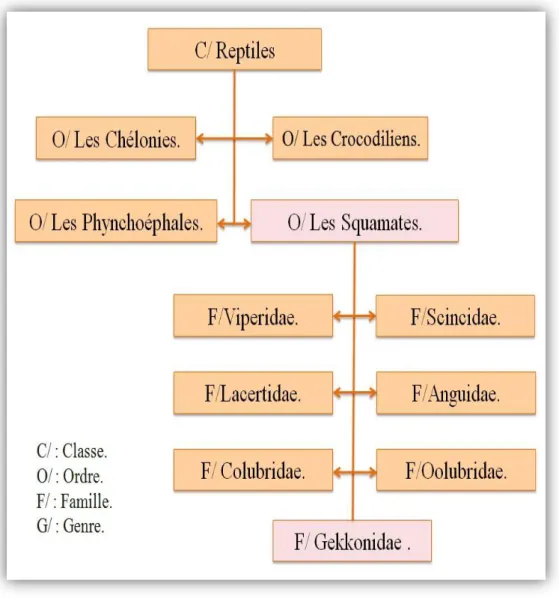 Figure 1 : Systématique des reptiles (GRAY, 1825). 