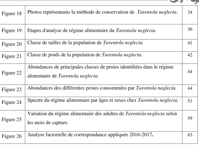 Figure 18  Photos représentants la méthode de conservation de   Tarentola neglecta.  34  Figure 19  Etapes d'analyse de régime alimentaire du Tarentola neglecta