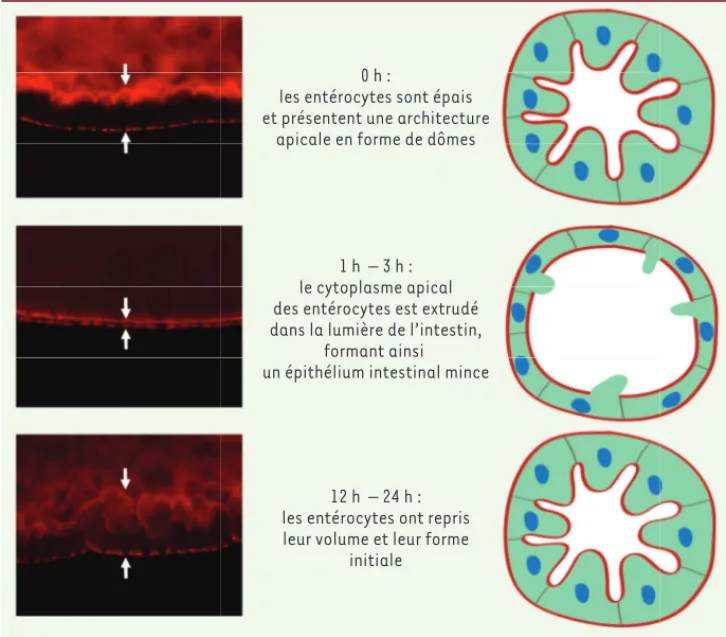 Figure 1. Purge des entérocytes expo- expo-sés à une toxine formant des pores et  récupération rapide subséquente de  l’épithélium intestinal