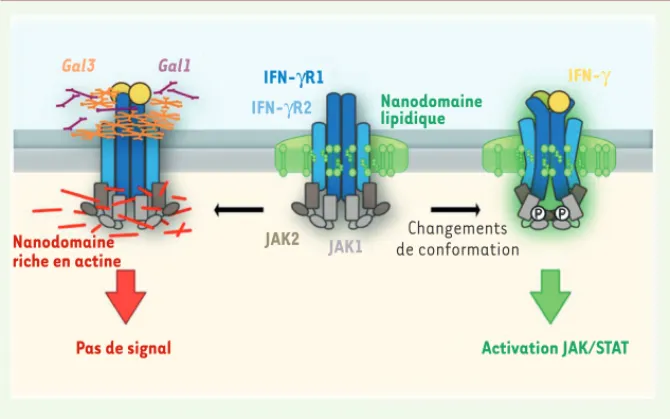 Figure 2. Mécanisme moléculaire de l’activation du récepteur membranaire de l’IFN-g. À l’état  basal, l’IFN-R est associé de façon dynamique à des nanodomaines lipidiques riches en  choles-térol et en sphingolipides qui sont nécessaires aux changements de