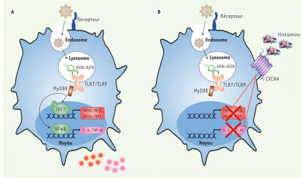 Figure 1. La régulation de l’activation des cellules dendritiques plasmacytoïdes (pDC) lors des infections virales