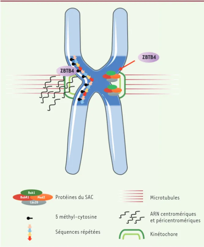 Figure 1. Modèle des fonctions centromériques de ZBTB4. 1. ZBTB4 interagit avec l’ADN méthylé  des régions péricentromériques et centromériques et contrôle l’expression des séquences  répétées