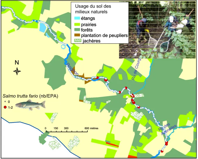 Figure 3- Localisation des échantillonnages par pêche électrique, réalisés sur le  Rognon en 2008 ; distribution longitudinale d'abondance de la truite fario