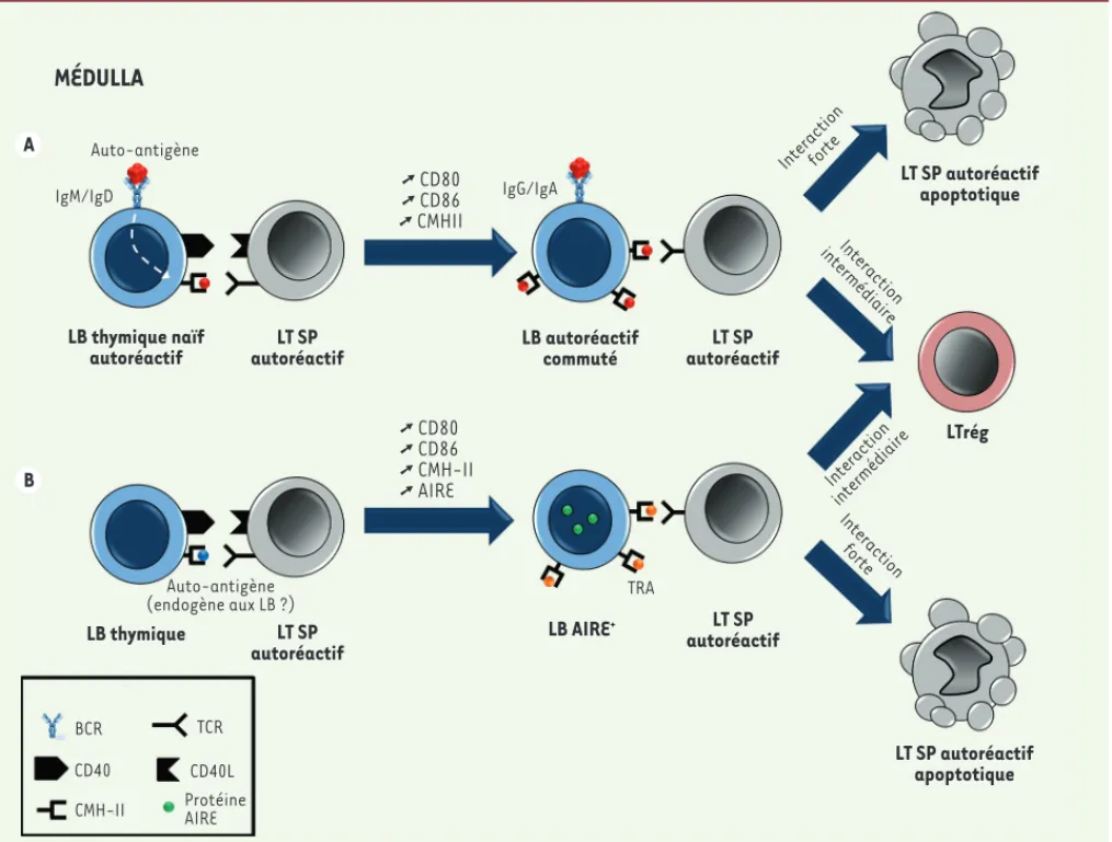 Figure 3. Proposition de modèles pour la sélection négative des lymphocytes T (LT) par les lymphocytes B (LB) thymiques
