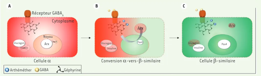 Figure 1. Conversion des cellules a des îlots b de Langerhans en cellules b-similaires par le GABA ou l’arthéméther