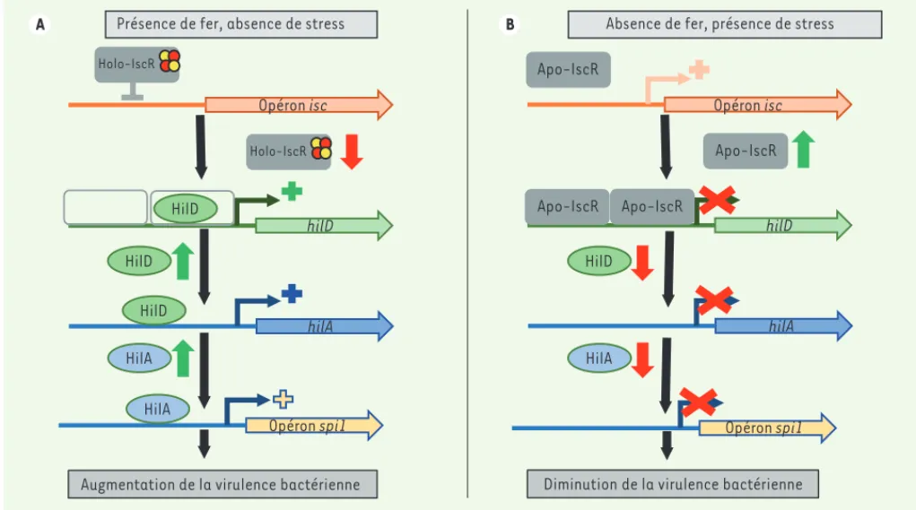 Figure 1. Mécanisme moléculaire de la régulation de la virulence bactérienne de S. enterica par IscR, un senseur de Fe-S