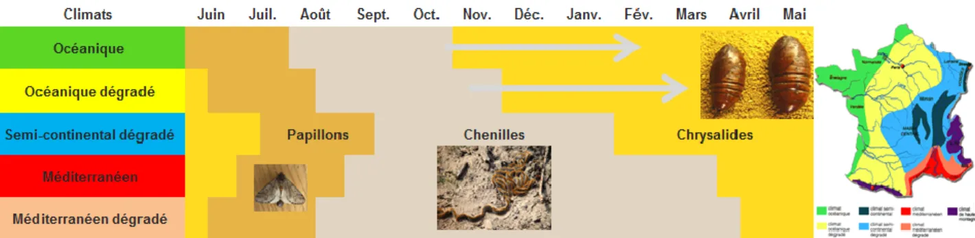 Figure 1: Tableau indicatif présentant la mise en correspondance du type de climat avec le cycle de vie de la processionnaire du pin