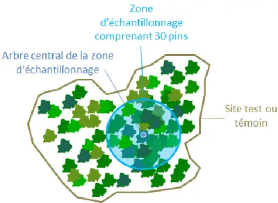 Figure 3 : Mode opératoire pour les dénombrements de nids de chenilles. 