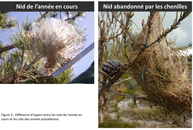 Figure 4 : Différence d’aspect entre les nids de l’année en  cours et les nids des années précédentes