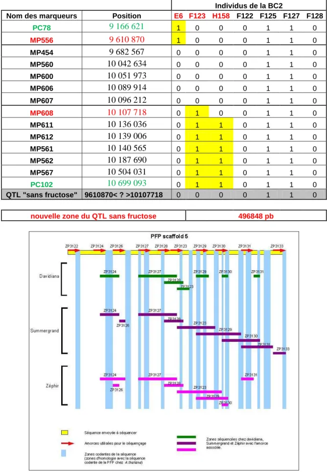 Tableau 2: Résultat de la cartographie du QTL &#34;sans fructose&#34; avec les 3 individus permettant de le  cartographier et 4 autres possédant l’allèle des parents P