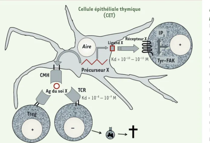 Figure 2. Le double rôle des précurseurs neu- neu-roendocrines dans la différenciation des  lym-phocytes T