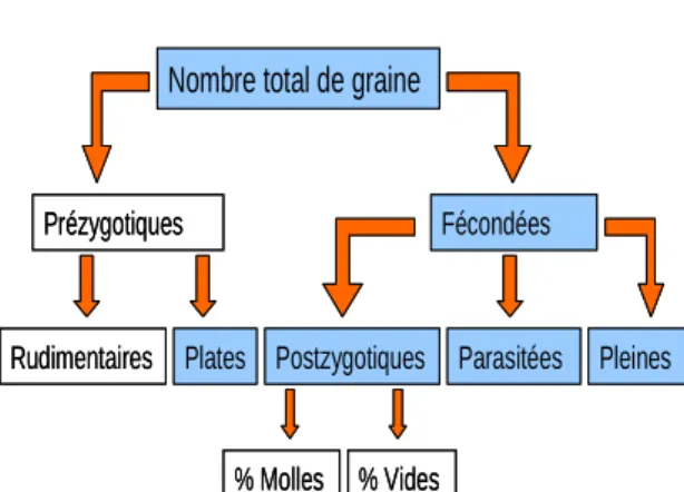 Figure 6 : Répartition des types de graines 