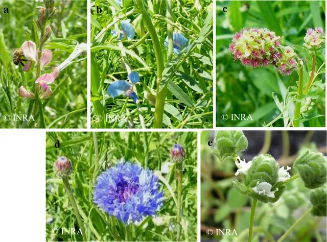Figure 4 :  Les différentes espèces de la bande fleurie : a) sainfoin, b) gesse, c)  pimprenelle, d) bleuet, e) marjolaine 