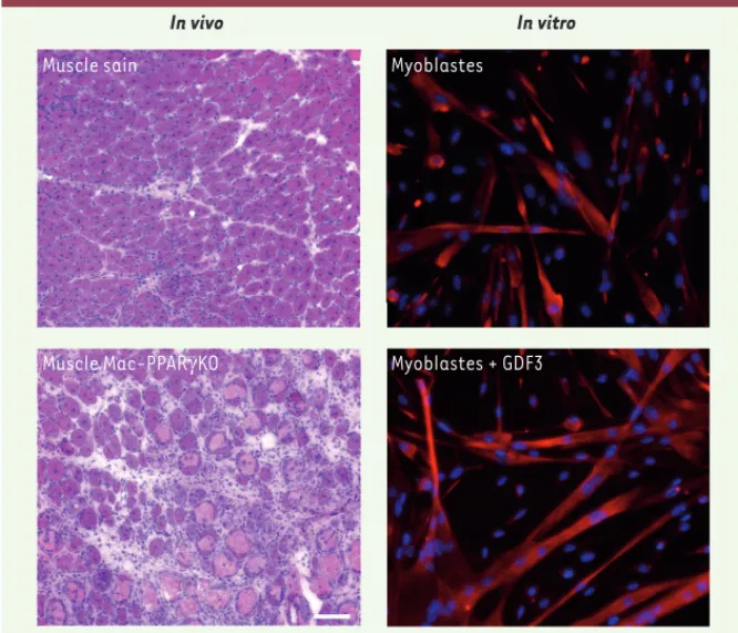 Figure 1. Rôle de l’axe PPARg-GDF3 dans la myogenèse adulte. À gauche, in vivo, des photos de  section de muscle en régénération (coloration hémalun-éosine), 8 jours après une lésion induite  par une toxine
