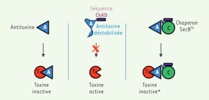 Figure 1. Mécanisme d’addiction au chaperon chez les systèmes toxine-antitoxine. Dans le cas  d’un système toxine-antitoxine « classique » à deux composants (TA), l’antitoxine se fixe à la  toxine et inhibe son activité (partie gauche)