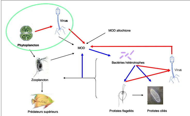 Figure 2: Schéma de la boucle microbienne (en bleu) et du court-circuit viral (en rouge) dans la chaîne  trophique microbienne aquatique