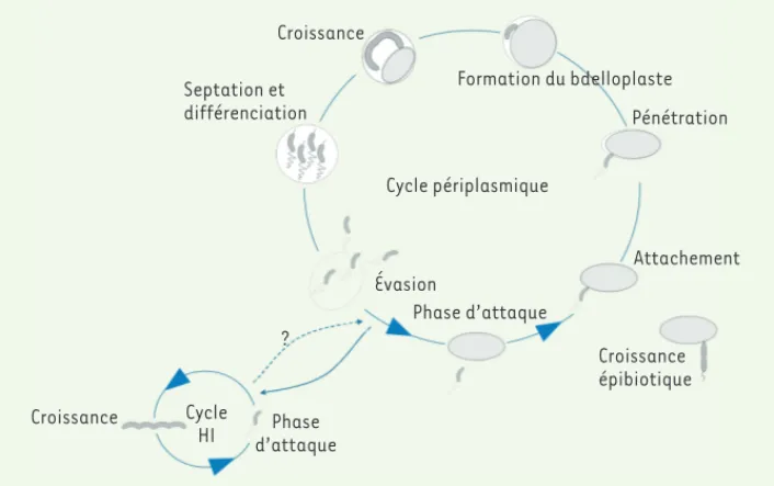 Figure 3.  Cycle cellulaire du prédateur  périplasmique  Bdellovibrio bacteriovorus,  incluant les modes de vie du prédateur  obligatoire et des mutants dérivés  indé-pendants d’hôtes (host-independent, HI).