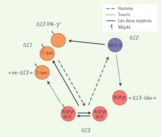 Figure 1.  Représentation schématique de la plasticité entre les différents  groupes d’ILC