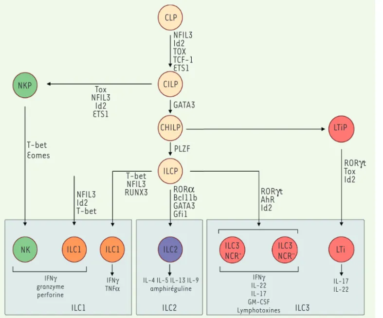 Figure 2.  Développement des  ILC. Les ILC se développent à  partir des CILP (common innate  lymphoid progenitor), qui  elles-mêmes se différencient à  par-tir des CLP (common lymphoid  progenitor)
