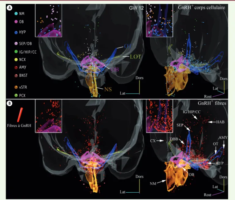 Figure 2. Distribution des corps cellulaires et des axones des neurones à GnRH chez un embryon humain à la 12e semaine