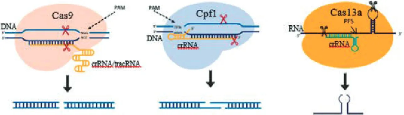 Figura 2. Diferenças nos sistemas CRISPR/CAs9, Cpf1 e Cas13a. Cada sistema possibilita diferentes estratégias de edição gênica